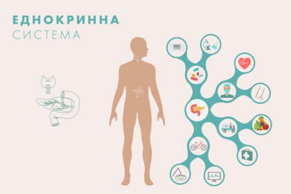 ендокринна система