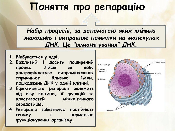 репарація